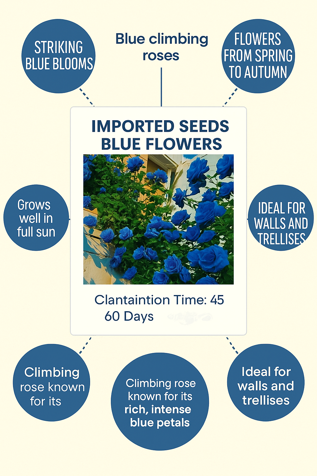 Blue Climbing Rose Seeds