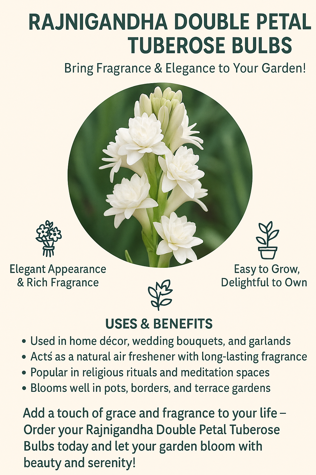 Rajnigandha Double Patel Tuberose Bulbs (Pack of 2)