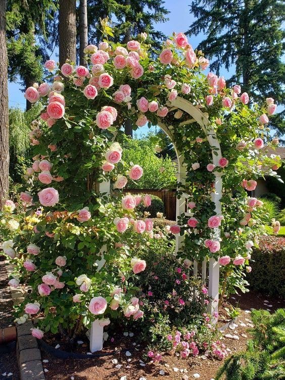 Elegant Climbing Rose Flower Seeds