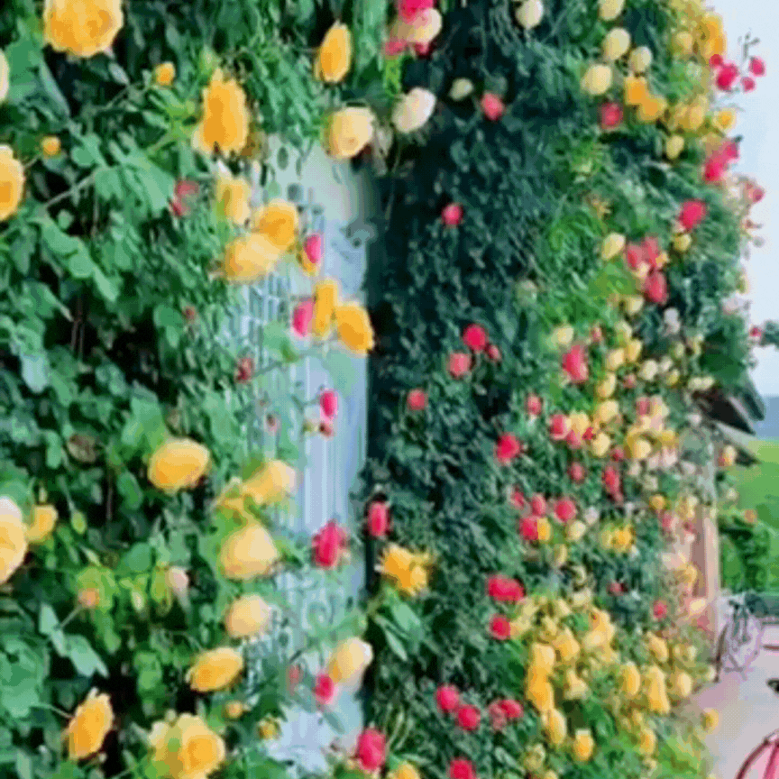 Elegant Climbing Rose Flower Seeds