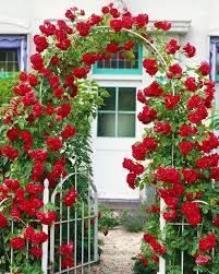 Elegant Climbing Rose Flower Seeds